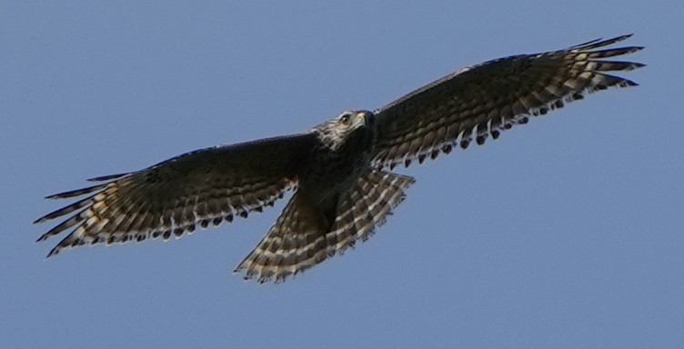 Red-shouldered Hawk - ML609564934