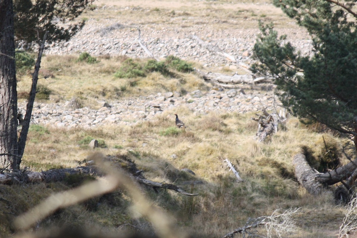 Black Grouse - ML609564936