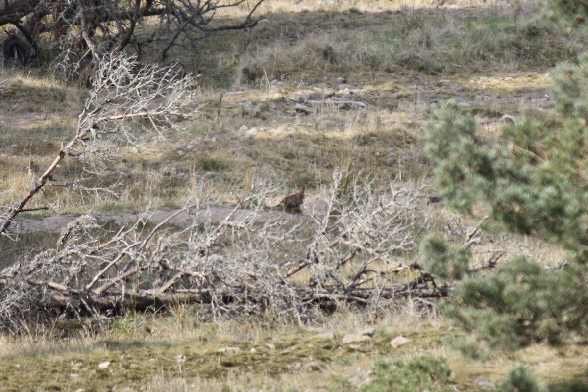 Black Grouse - ML609564938