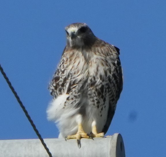 Red-tailed Hawk - ML609564948