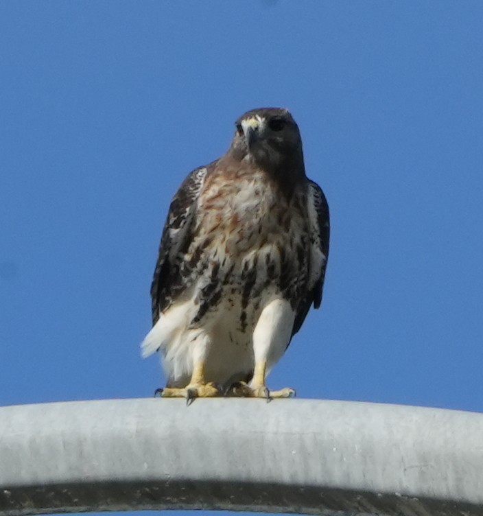 Red-tailed Hawk - ML609564955