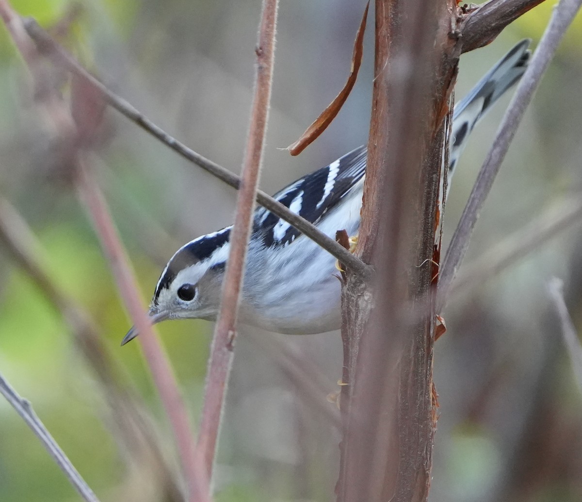 Black-and-white Warbler - ML609564972