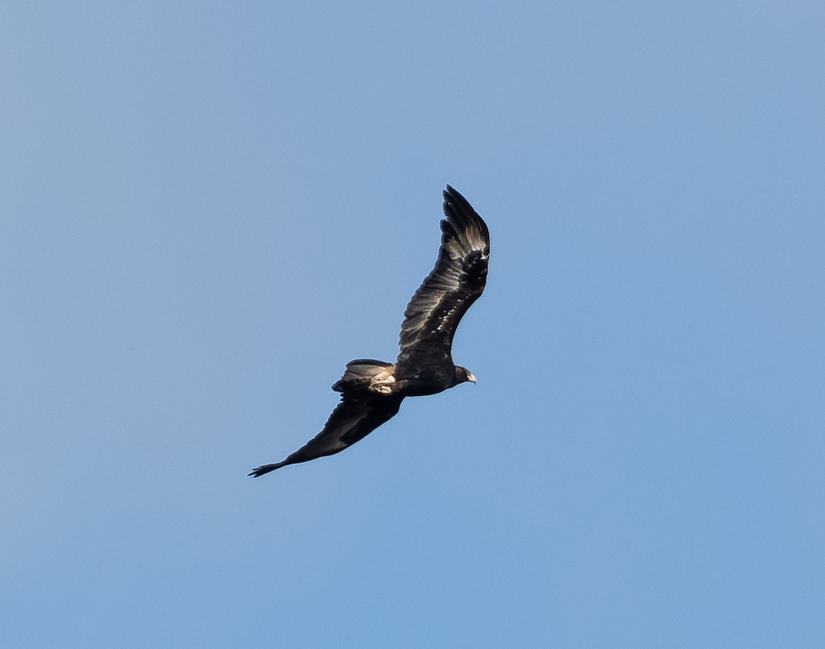 Wedge-tailed Eagle - ML609564973