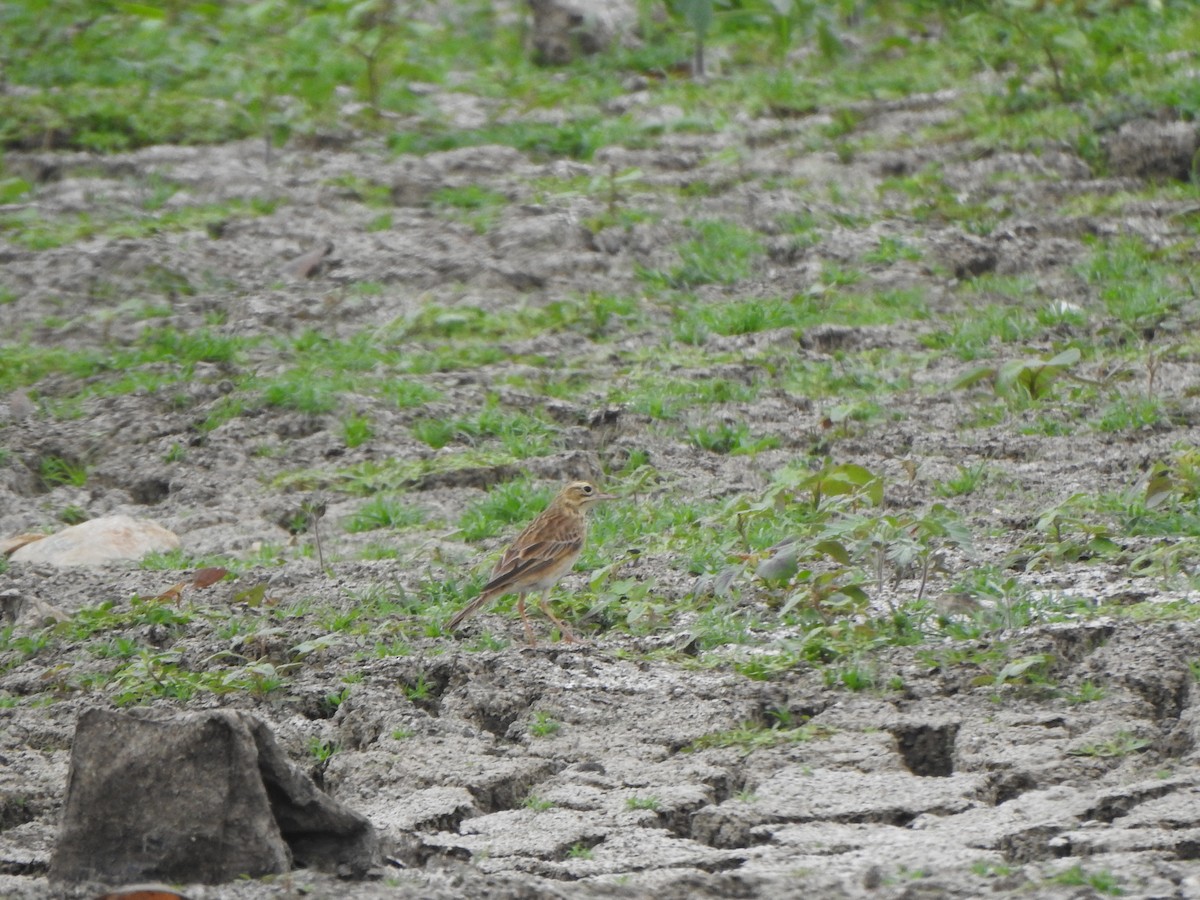 pipit sp. - Arulvelan Thillainayagam