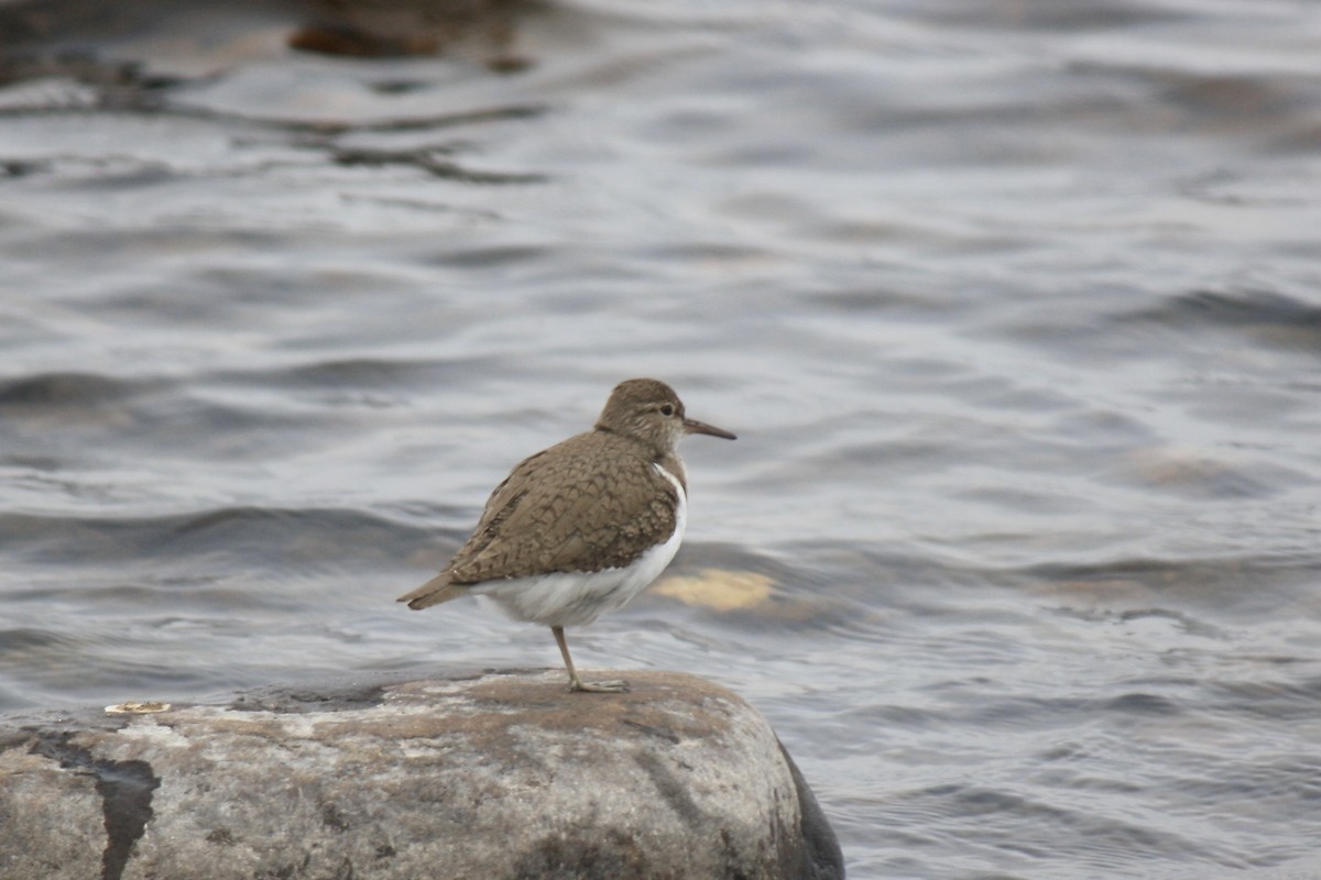 Common Sandpiper - Simon Pearce