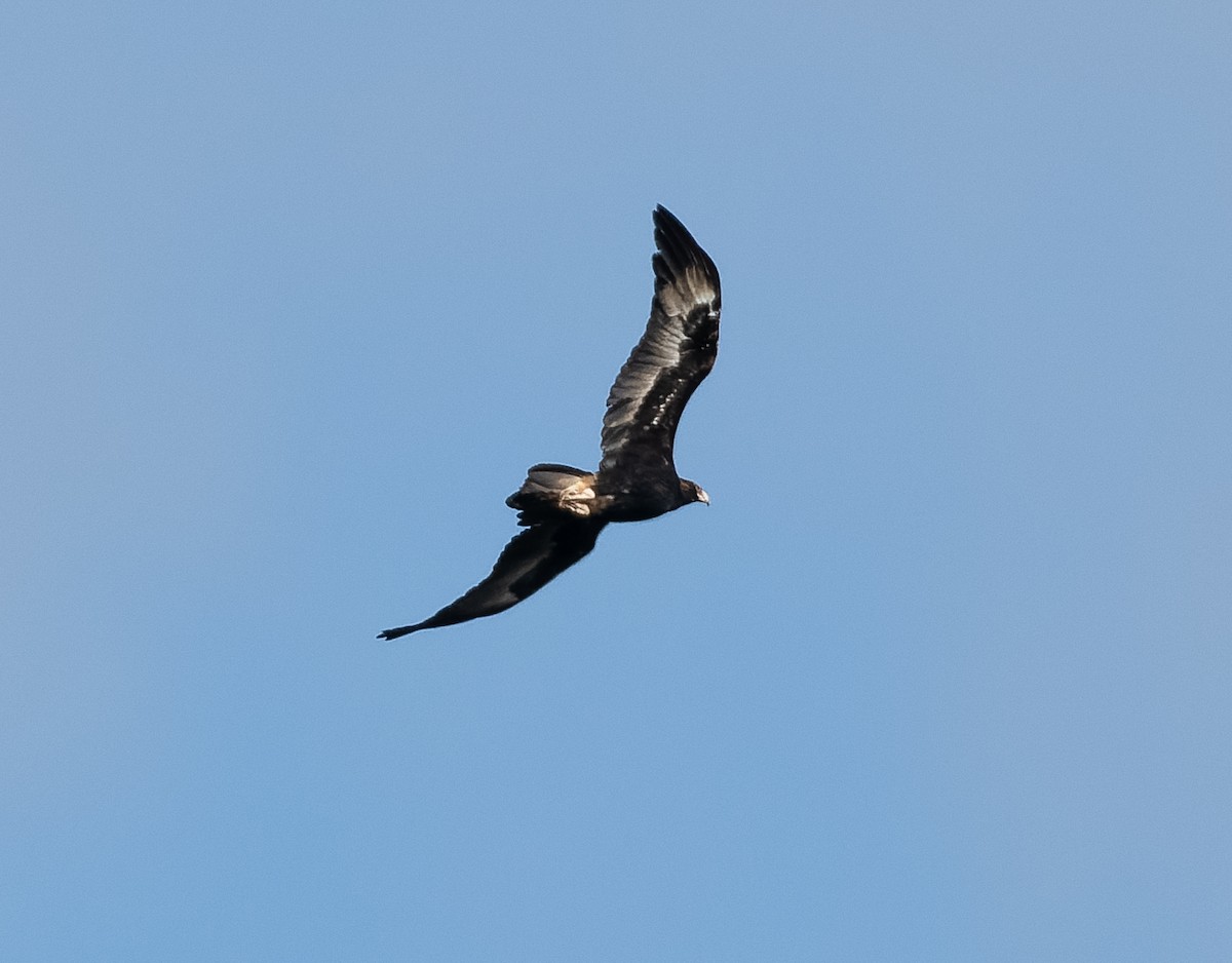Wedge-tailed Eagle - ML609564977