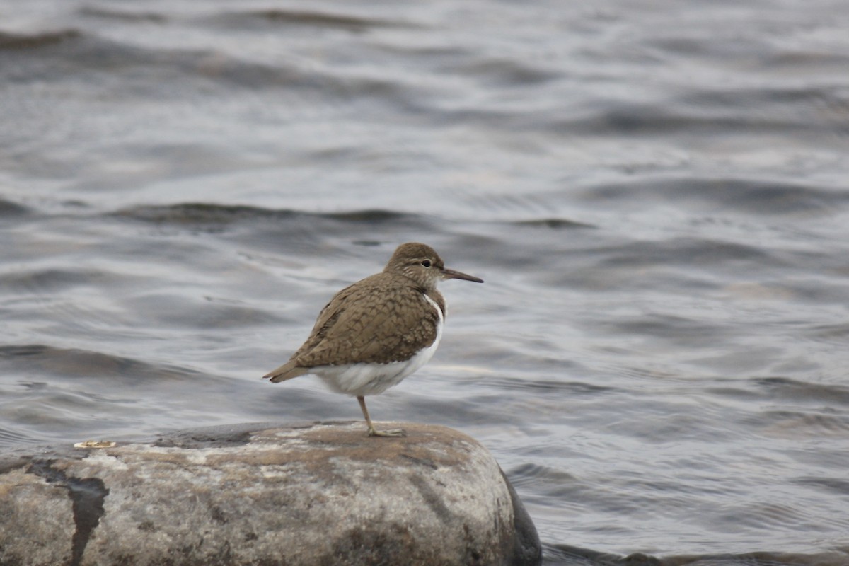 Common Sandpiper - Simon Pearce