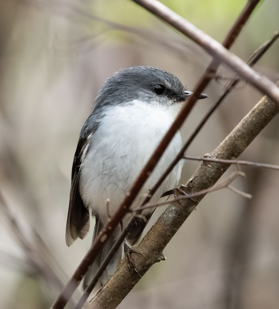 White-breasted Robin - ML609565047