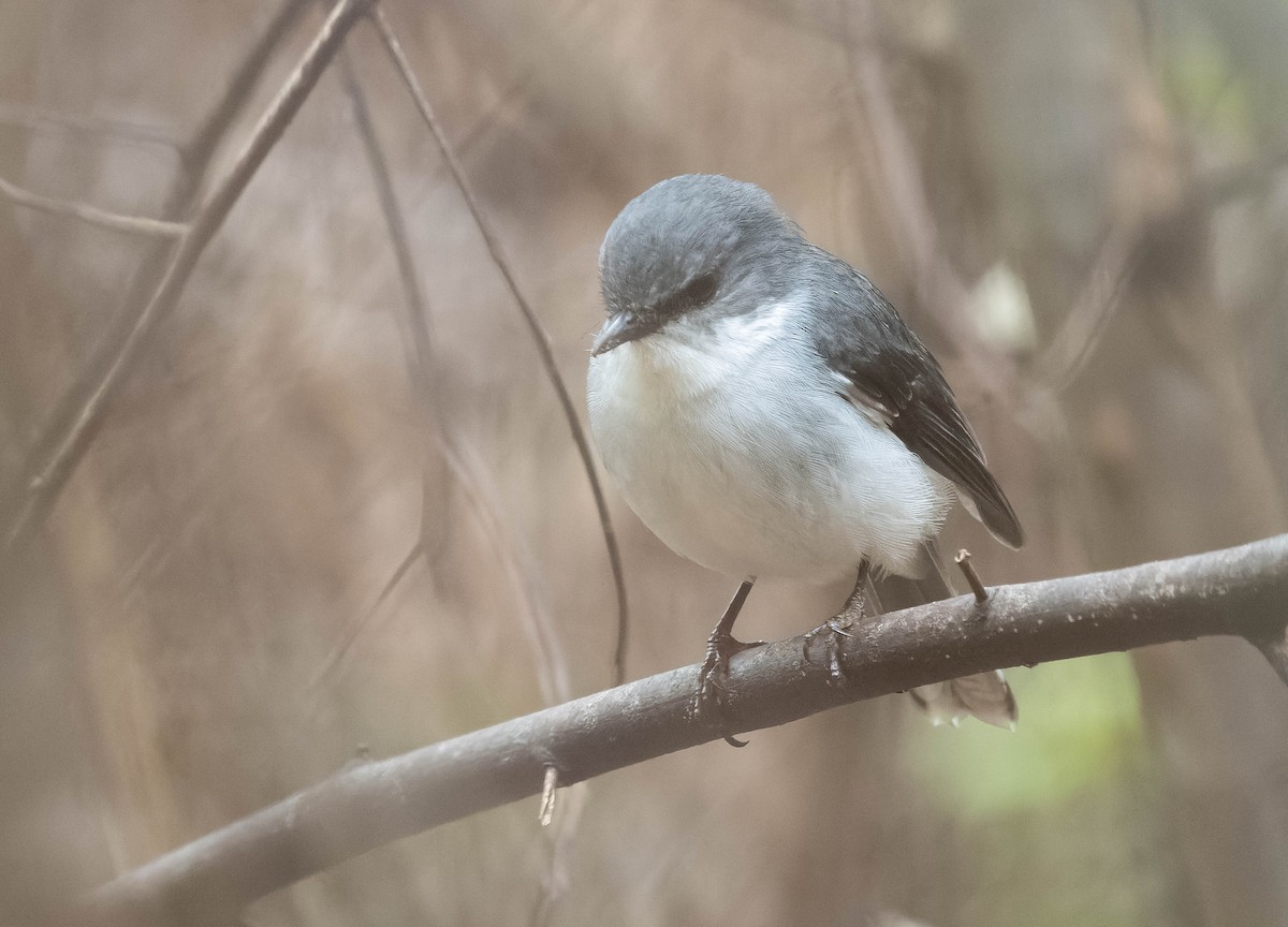 White-breasted Robin - ML609565048