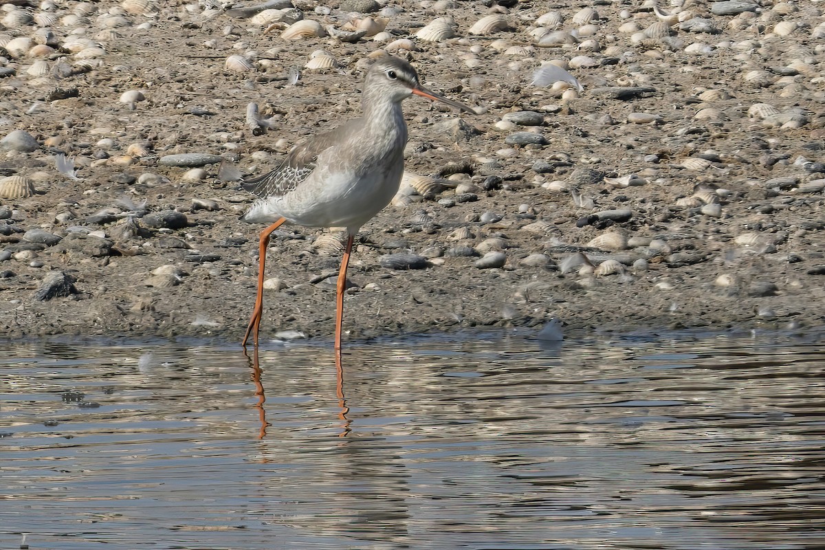 Spotted Redshank - ML609565049