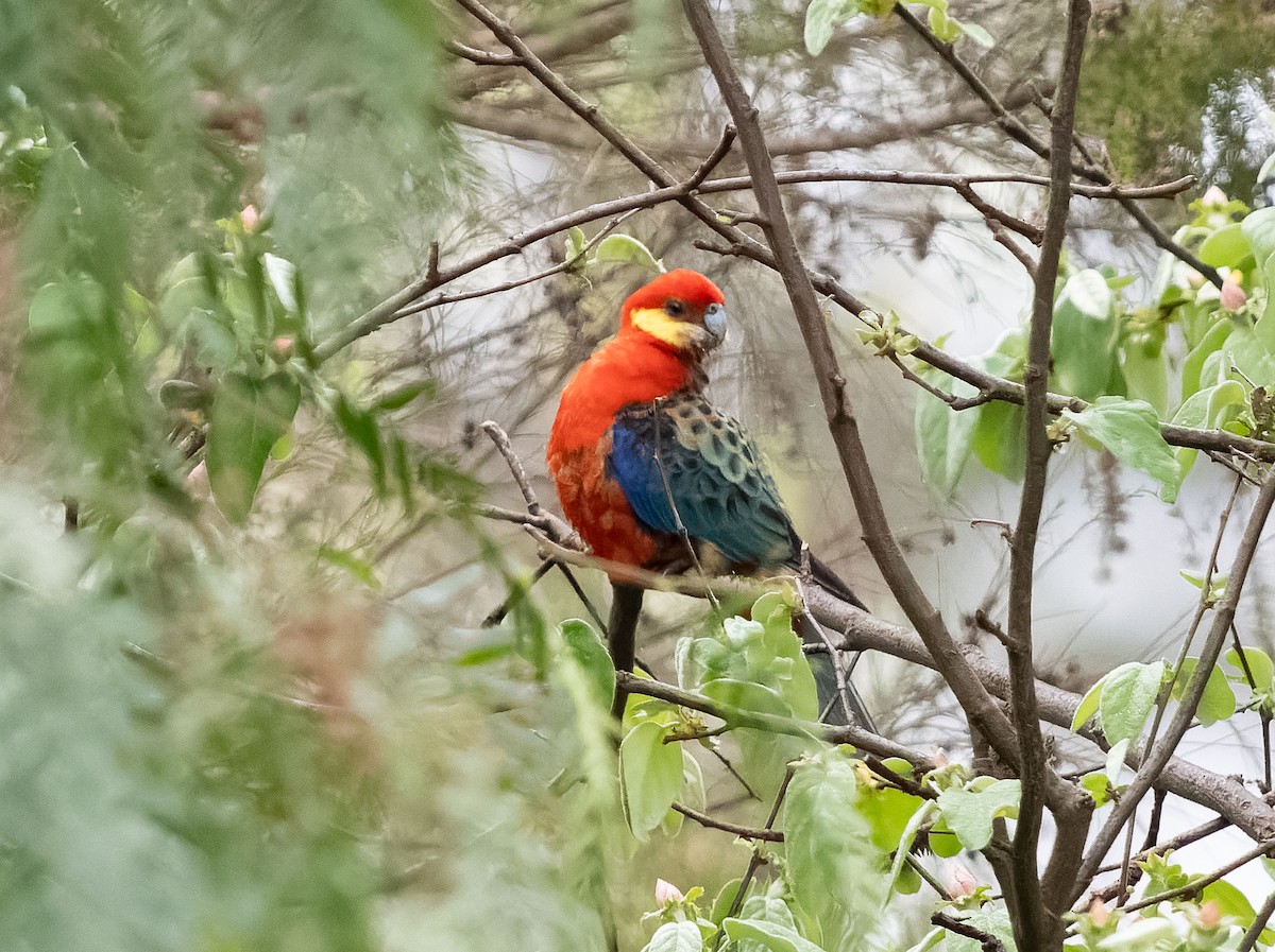 Perico Carigualdo - ML609565061