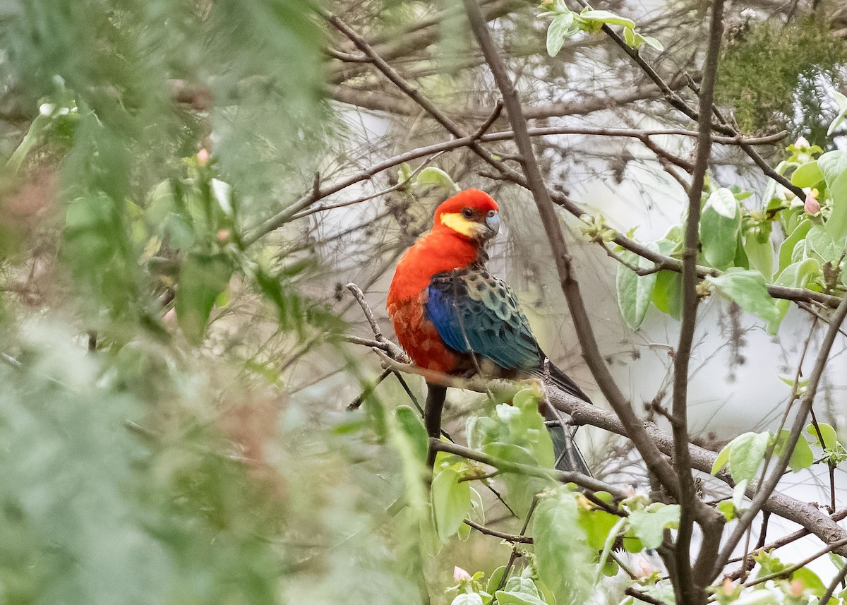 Western Rosella - ML609565062