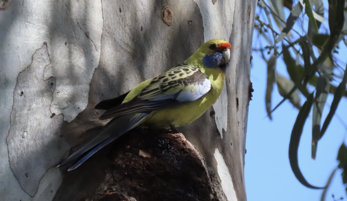 Crimson Rosella (Yellow) - ML609565074