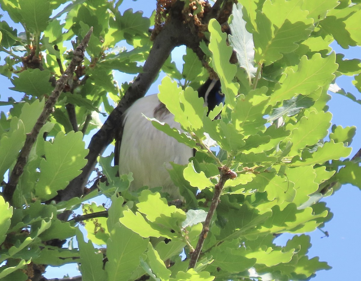 Blue-faced Honeyeater - ML609565089