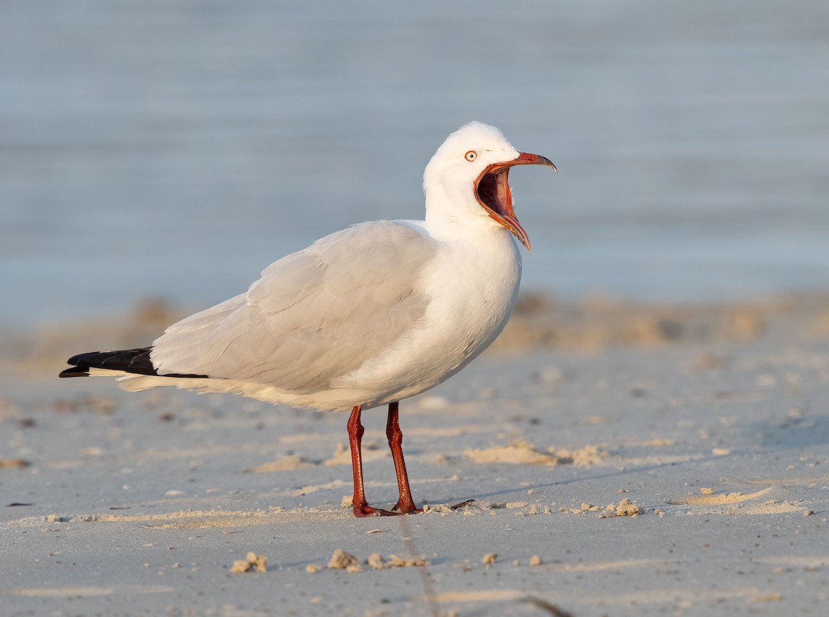 Silver Gull - Simon Colenutt