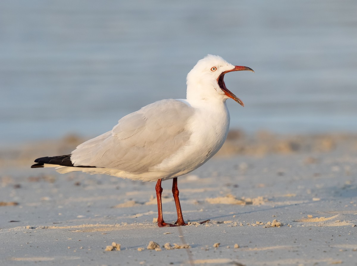 Gaviota Plateada - ML609565160