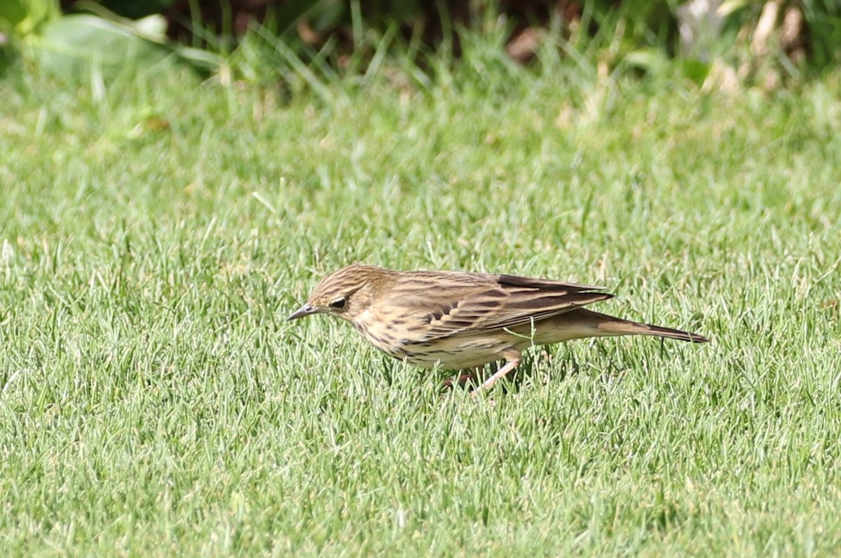 Tree Pipit - ML609565256