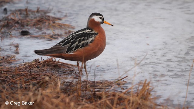 Red Phalarope - ML609565275