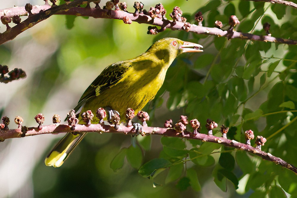 Green Oriole - ML609565283