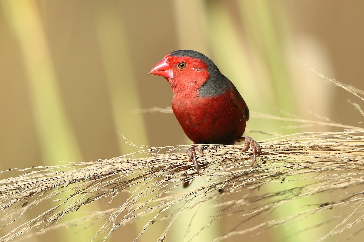 Crimson Finch - ML609565309