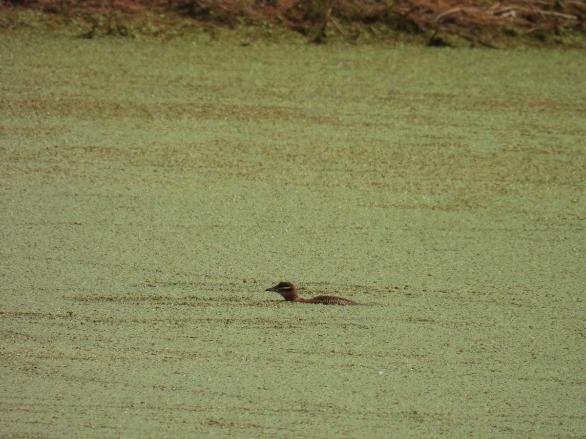 Masked Duck - ML609565335