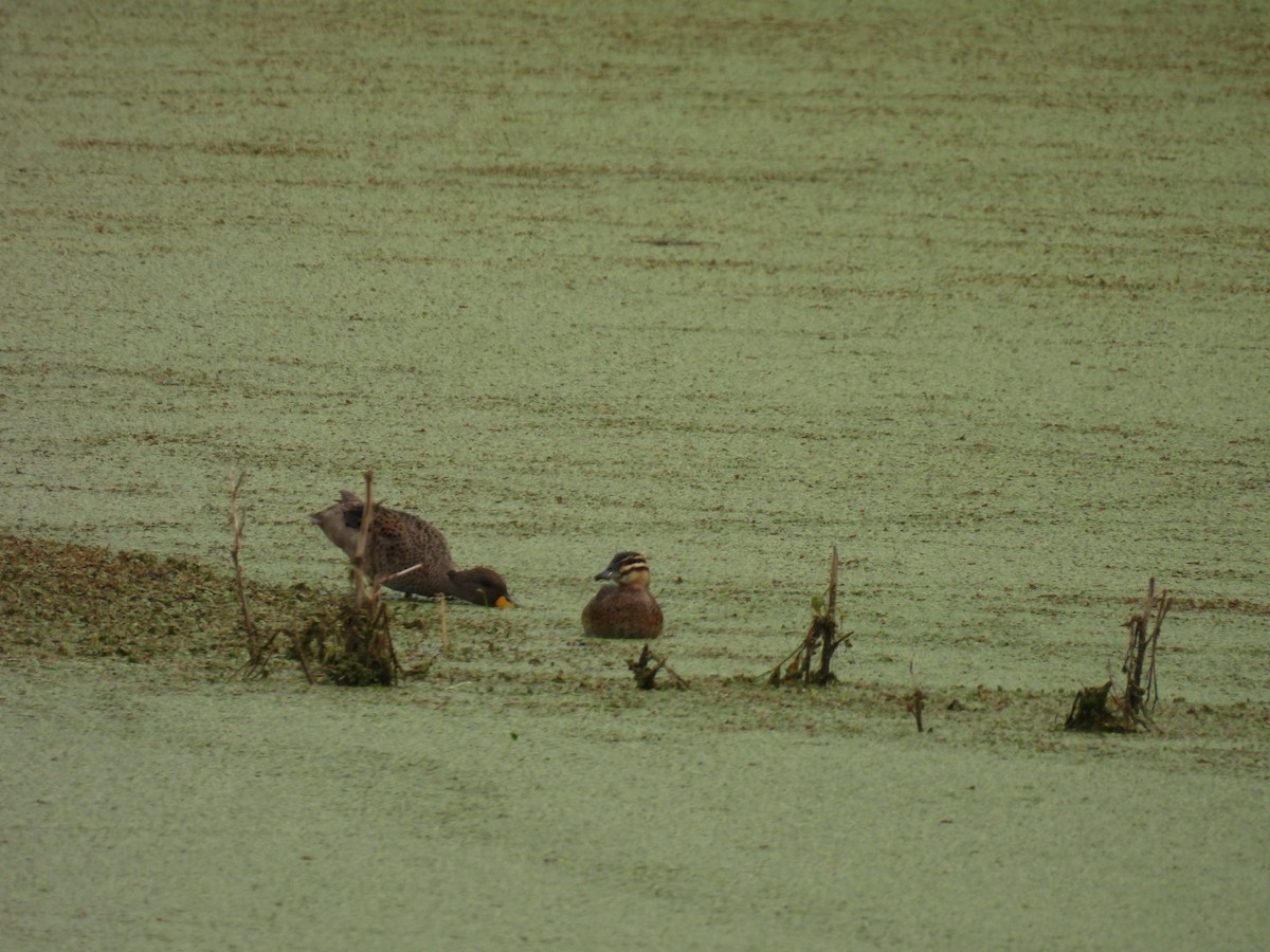 Masked Duck - ML609565336