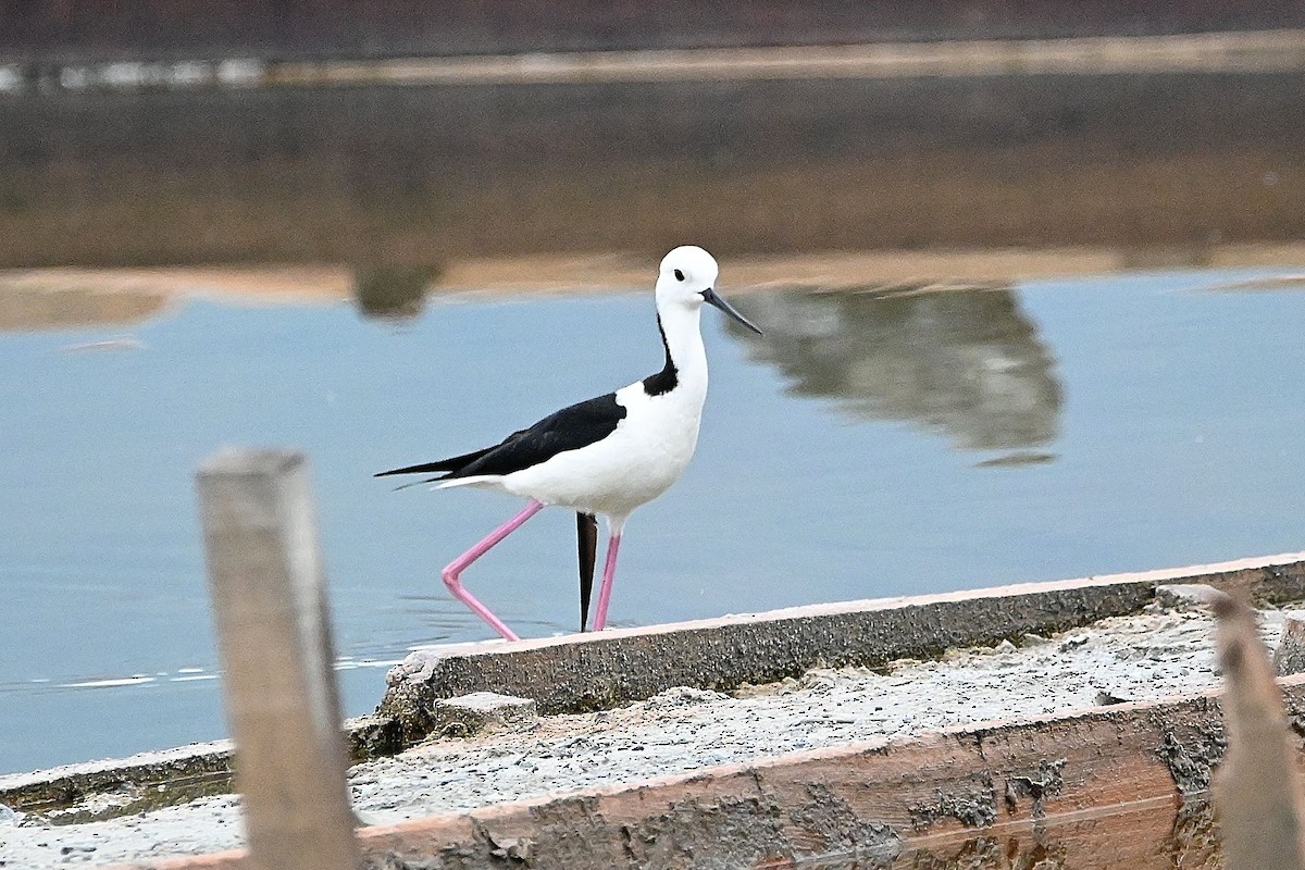 Pied Stilt - ML609565433