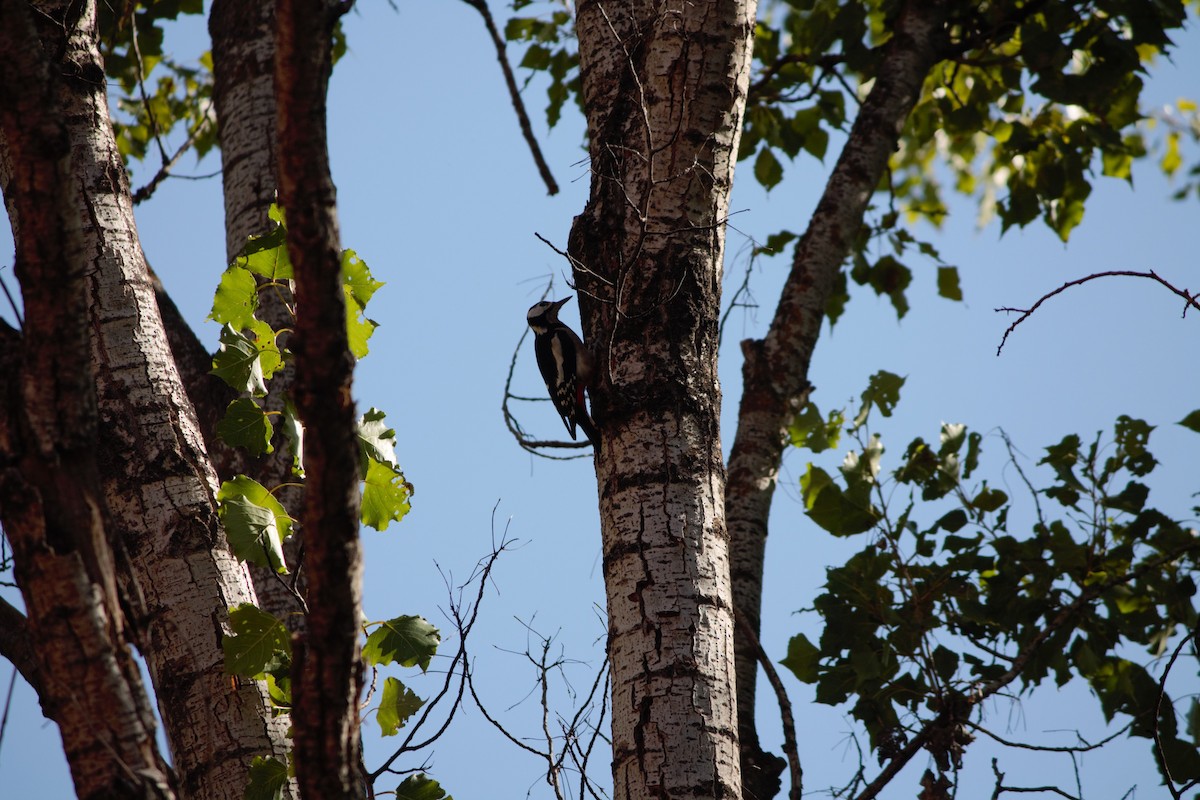 Great Spotted Woodpecker - ML609565490
