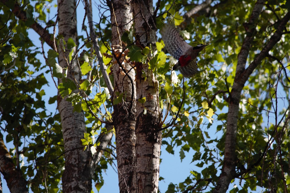 Great Spotted Woodpecker - ML609565491