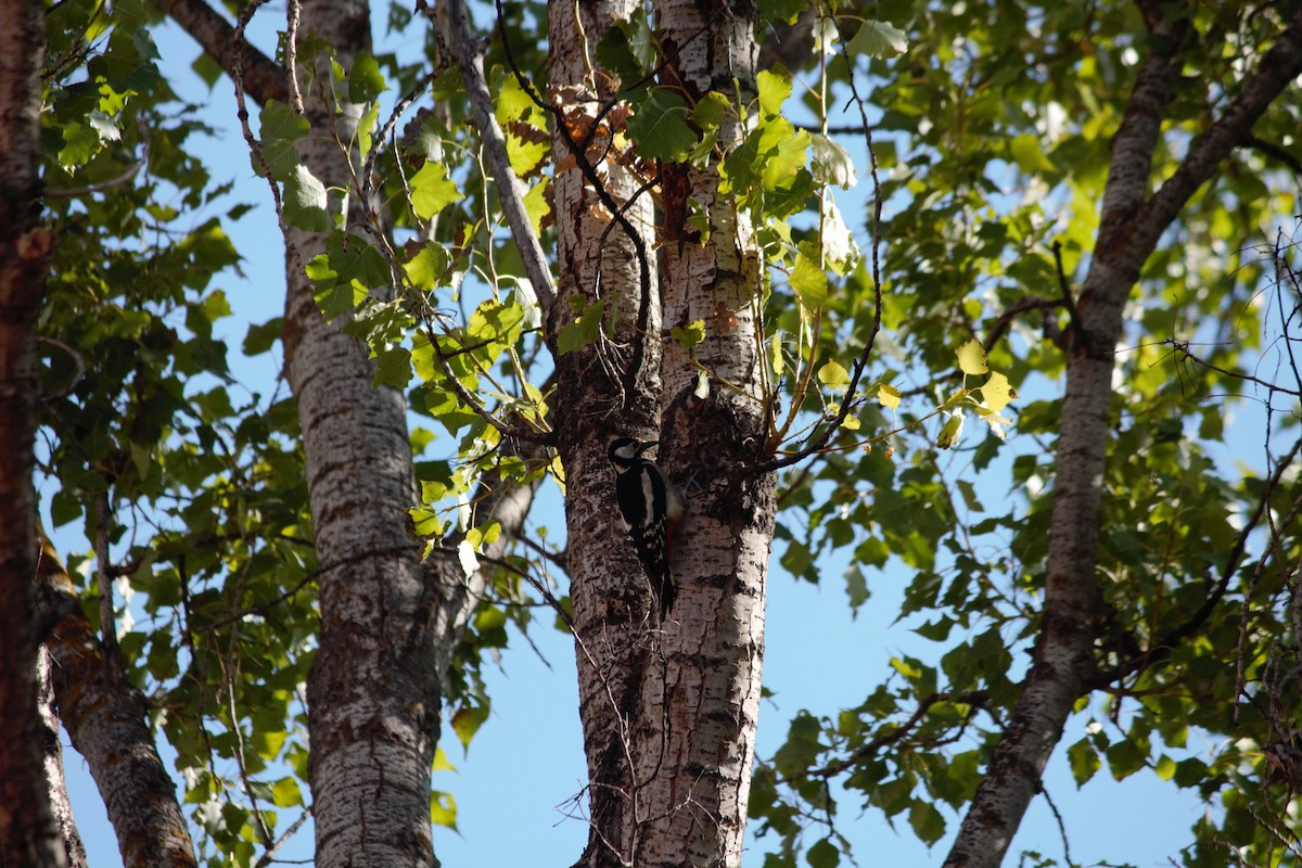 Great Spotted Woodpecker - ML609565492