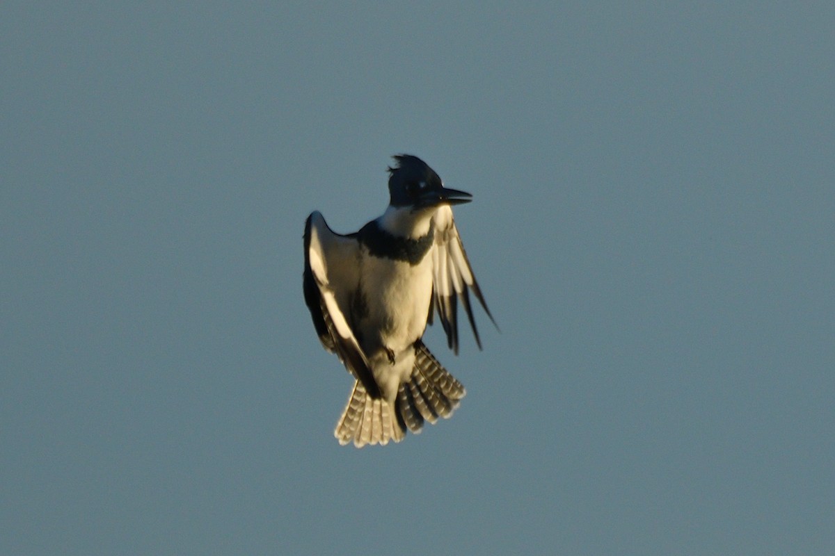 Belted Kingfisher - ML609565529