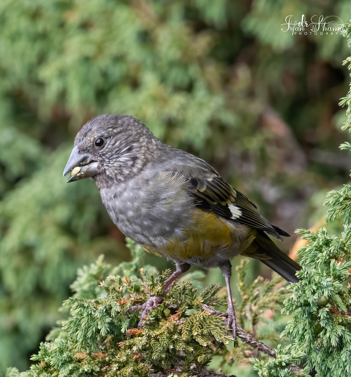 White-winged Grosbeak - ML609565567