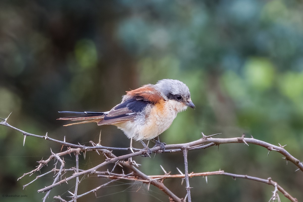 Bay-backed Shrike - Shashidhar Joshi