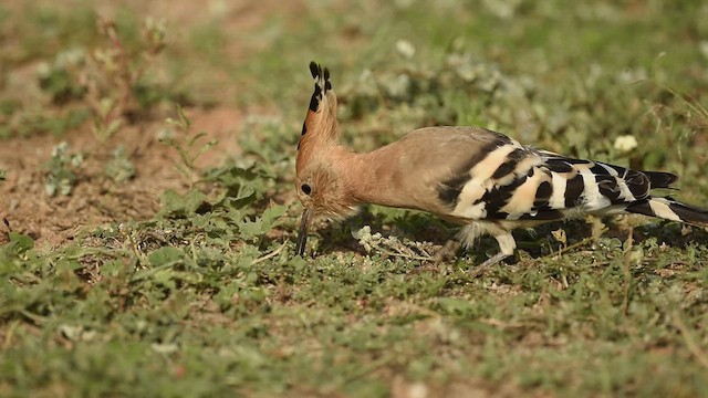 Eurasian Hoopoe - ML609565610