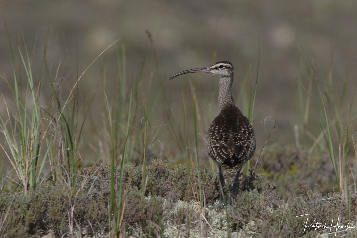 Whimbrel - ML609565684