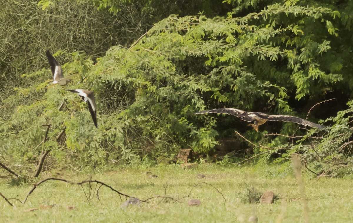 Yellow-wattled Lapwing - ML609565728