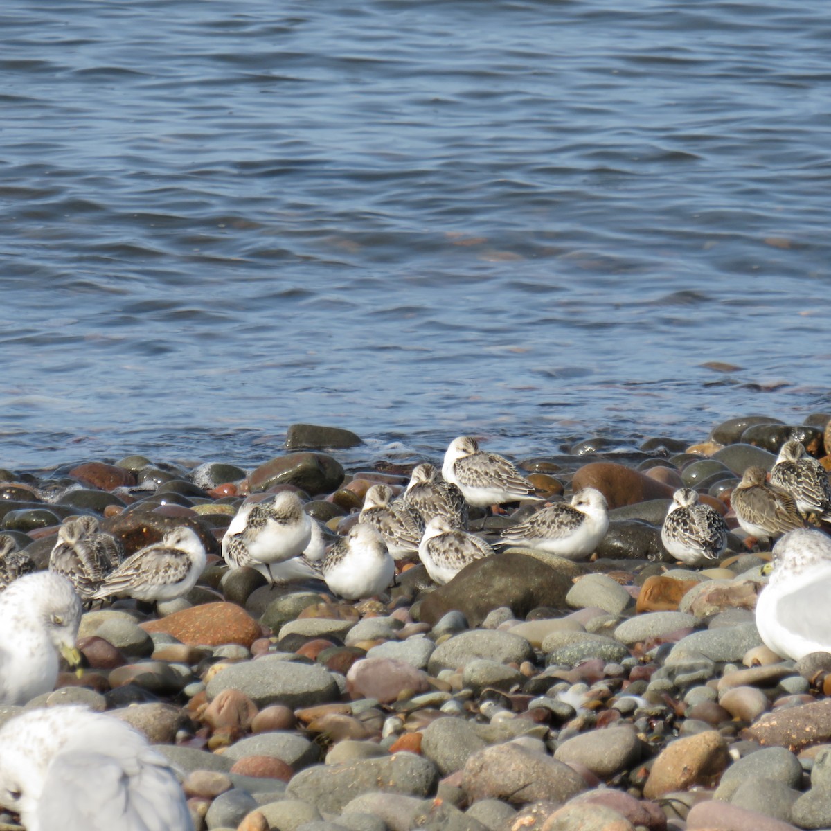 Bécasseau sanderling - ML609565766