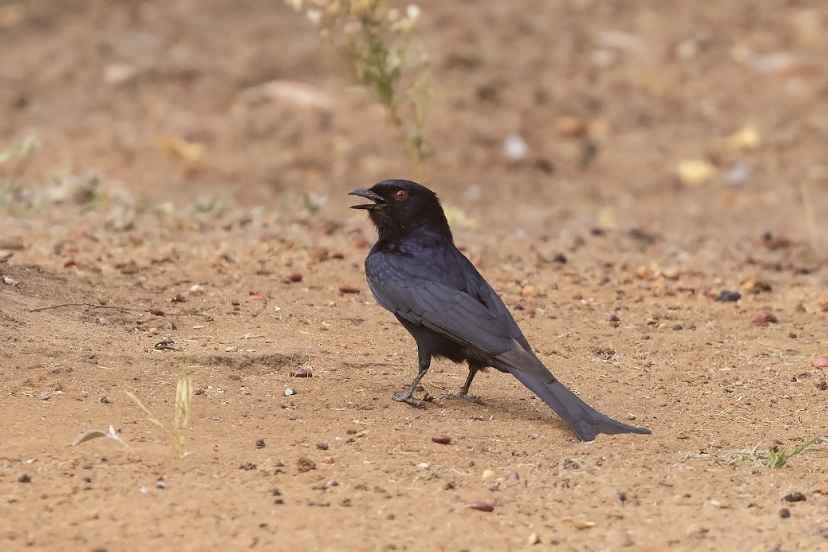 Fork-tailed Drongo (Clancey's) - ML609565786