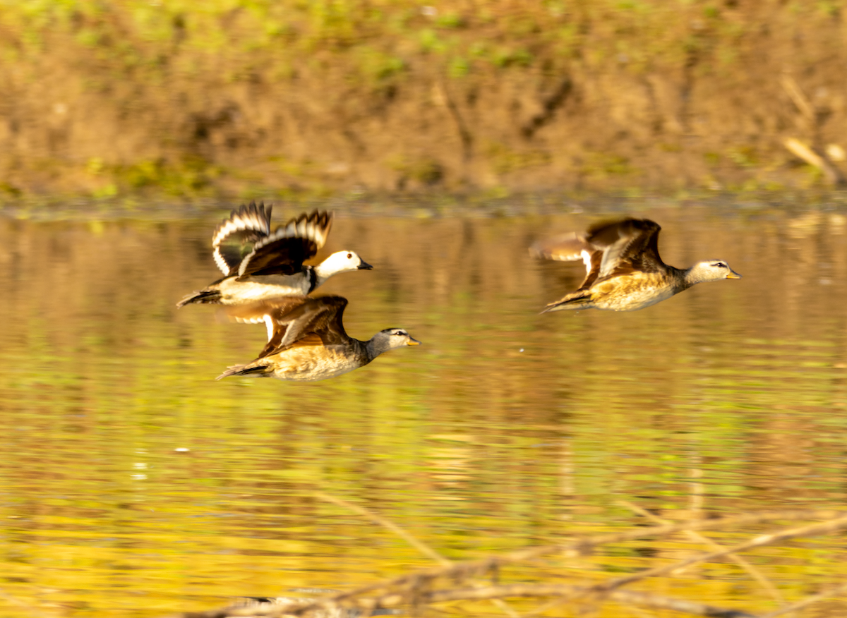 Cotton Pygmy-Goose - ML609565830