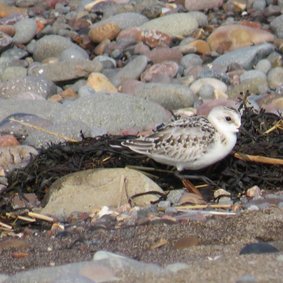 Bécasseau sanderling - ML609565843