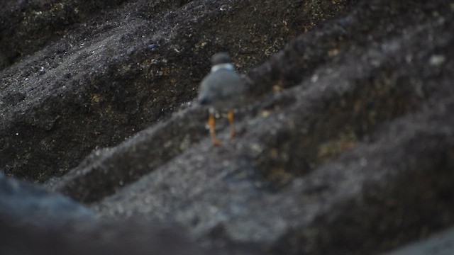 Common Ringed Plover - ML609565845