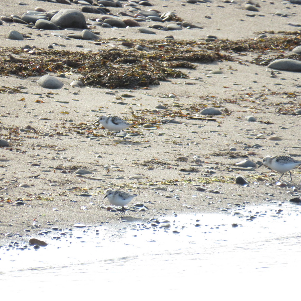 Bécasseau sanderling - ML609565869