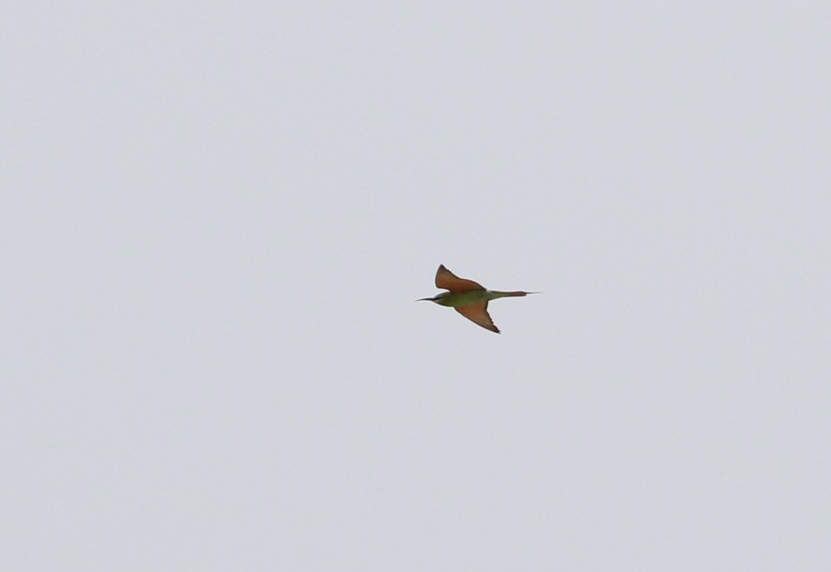 Blue-cheeked Bee-eater - ML609565967
