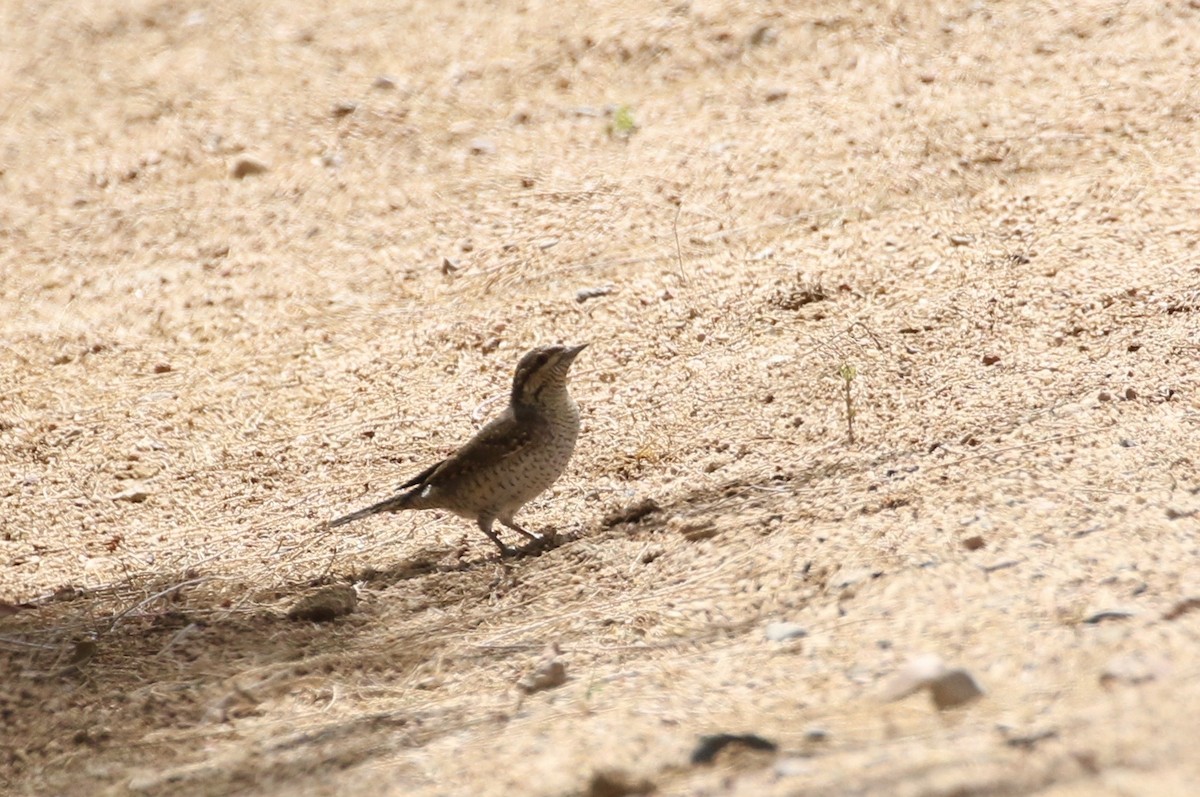 Eurasian Wryneck - Mark Baker