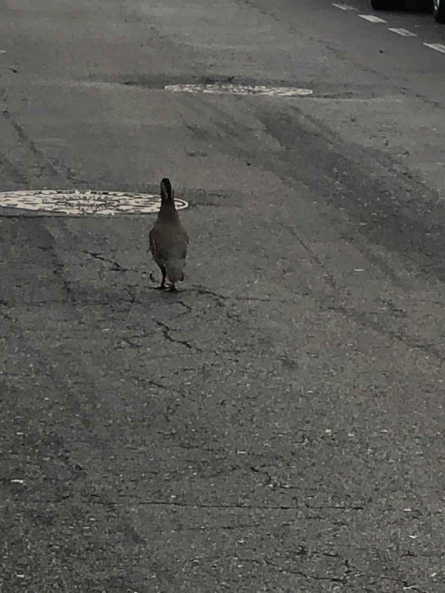 Barbary Partridge - ML609565985