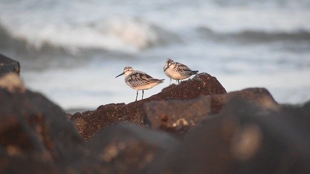 Broad-billed Sandpiper - ML609566026