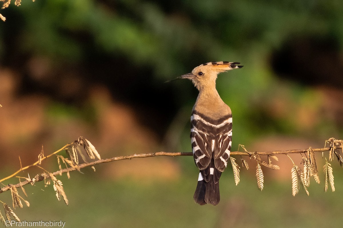 Eurasian Hoopoe - ML609566077