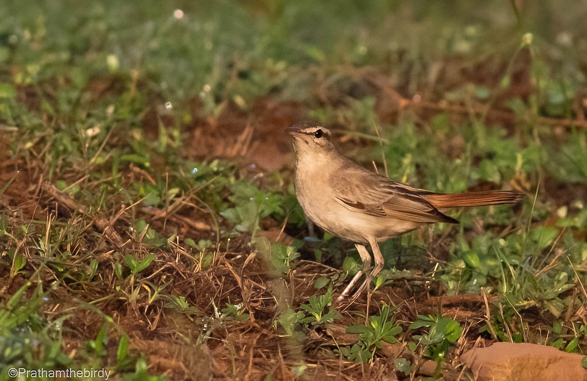 Rufous-tailed Scrub-Robin - ML609566083