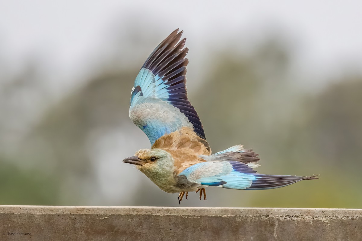 European Roller - Shashidhar Joshi