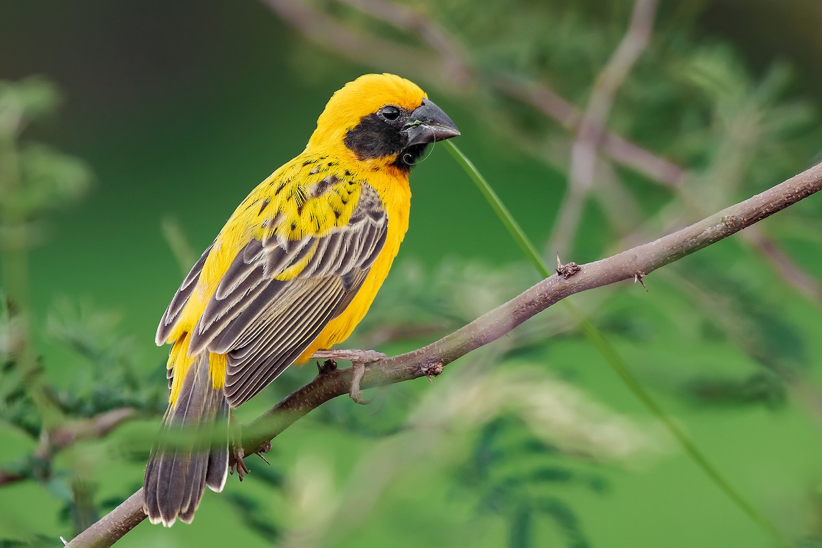 Asian Golden Weaver - ML609566163